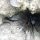 Seeigel
